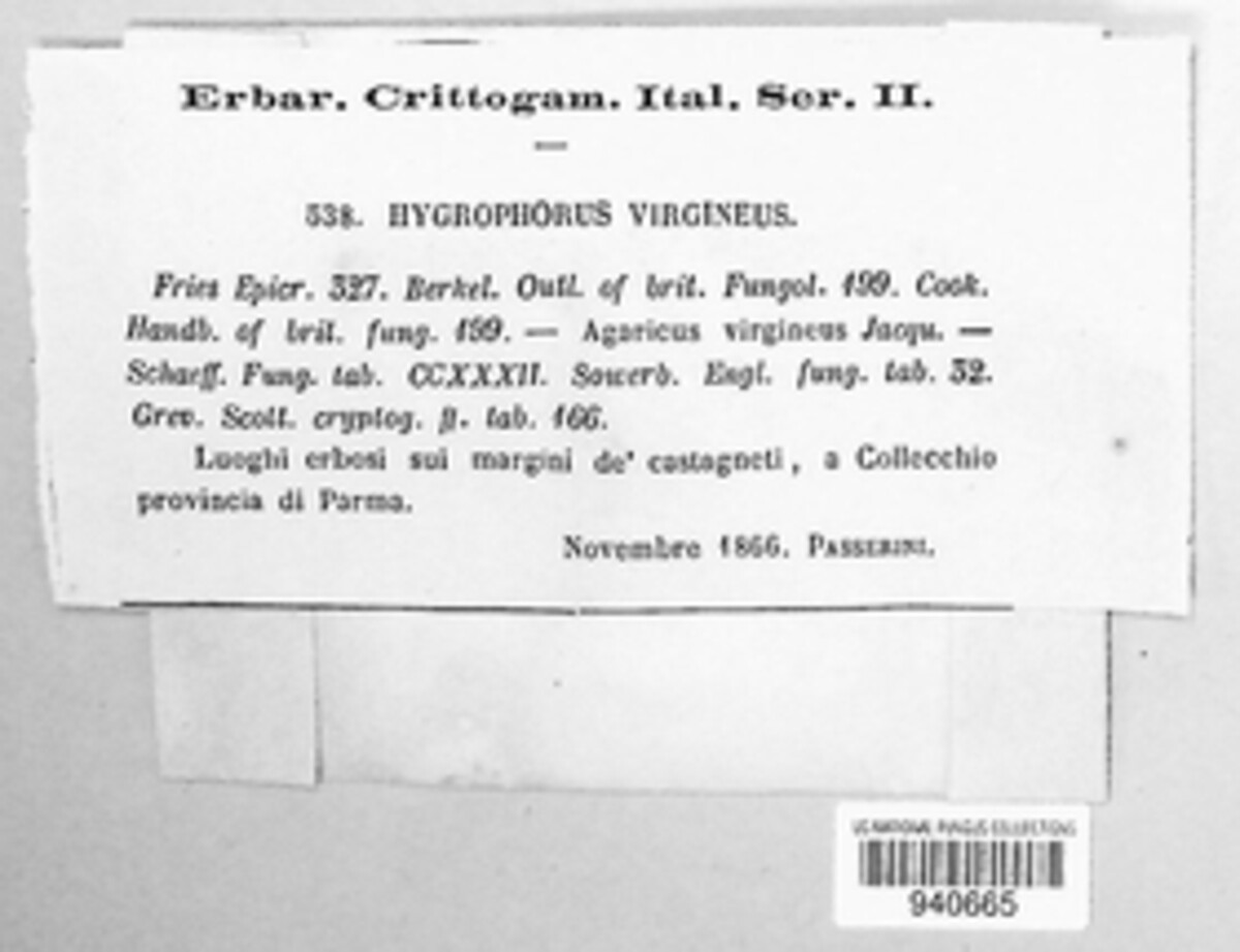 Cuphophyllus virgineus image